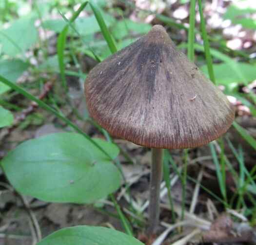 Энтолома бледноватая