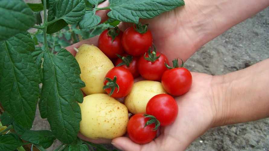 Когда белорусы смогут выращивать помидофели? Узнали, сколько на одном кусте одновременно вырастает картошки и томатов