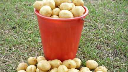 Как почистить ведро картошки за 5 секунд? Этот метод развеселил TikTok