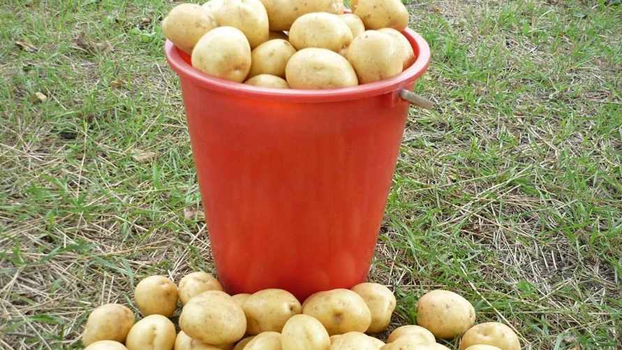 Как почистить ведро картошки за 5 секунд? Этот метод развеселил TikTok