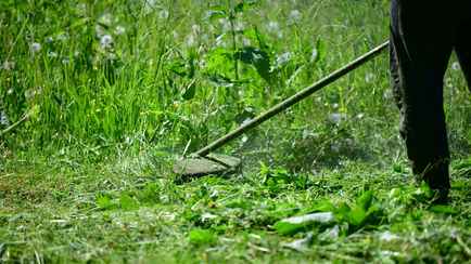 Почему белорусам сейчас нельзя косить траву? Эксперты рассказали о последствиях