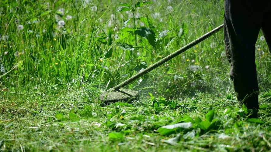 Почему белорусам сейчас нельзя косить траву? Эксперты рассказали о последствиях