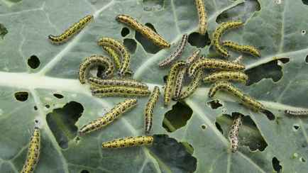 Как бороться с гусеницами на капусте? Внимательно посмотрите, что растет рядом. А чем опрыскать?