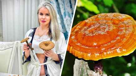 «В лесу полный ноль» — Засуха заставила белорусов заинтересоваться «грибами бессмертия»