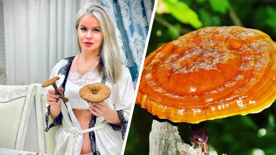 «В лесу полный ноль» — Засуха заставила белорусов заинтересоваться «грибами бессмертия»