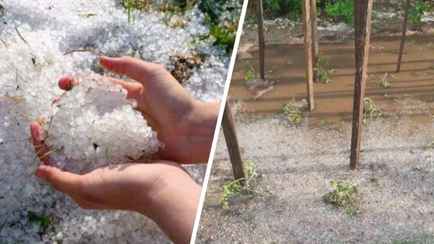 Жители Гомельской области пожаловались на град, который «убил» почти весь урожай