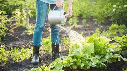 Эти 5 ошибок при поливе огородов допускают многие белорусы. Как не убить растения в такую жару?