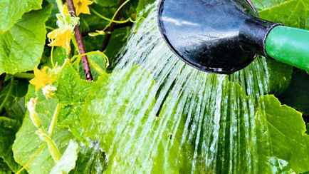 Как защитить огурцы от солнца и жары? Поливайте этим раствором 1 раз в неделю