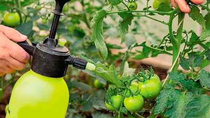Как защитить помидоры от тли и фитофтороза? Приготовьте чесночный спрей