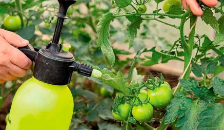 Как защитить помидоры от тли и фитофтороза? Приготовьте чесночный спрей
