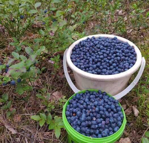 Фото Алеси Чернявской