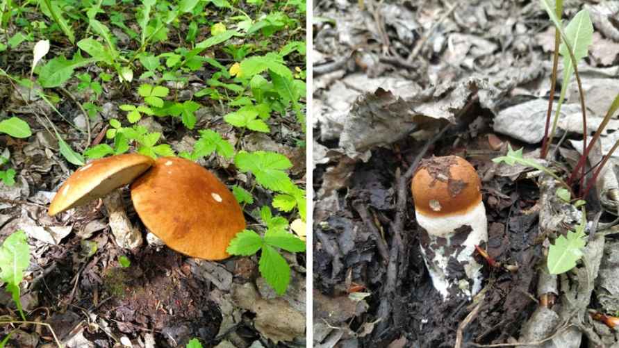 Коллаж из фотографий Николая Белькевича