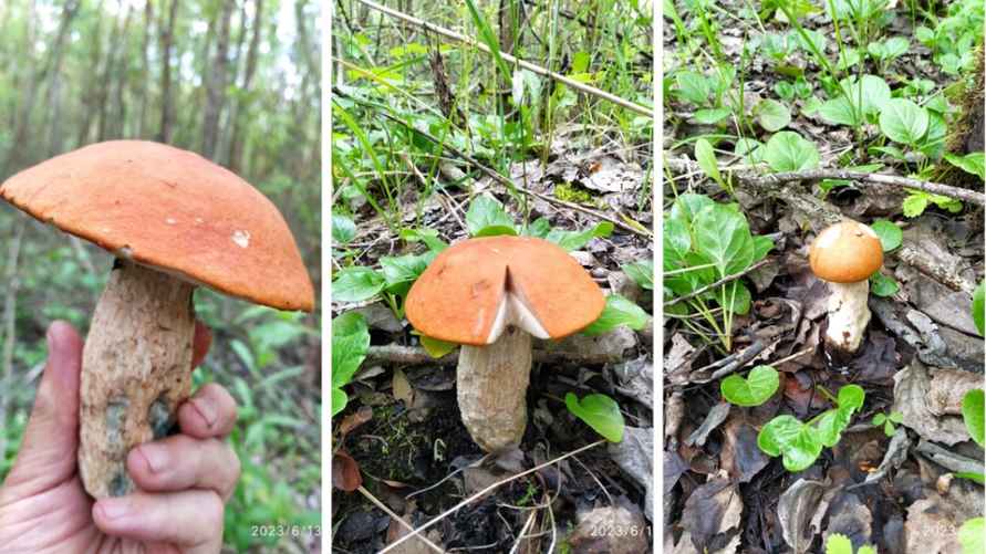 Коллаж из фотографий Николая Белькевича