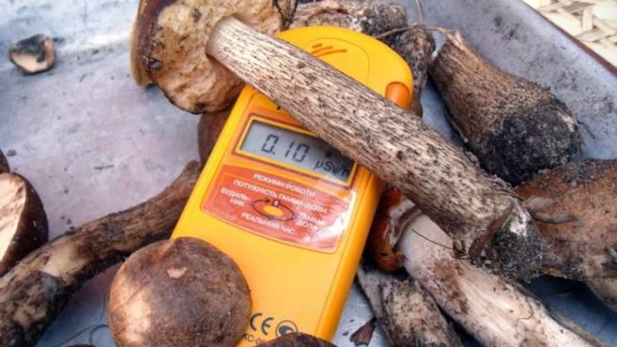 Фото: lelchitsy.by