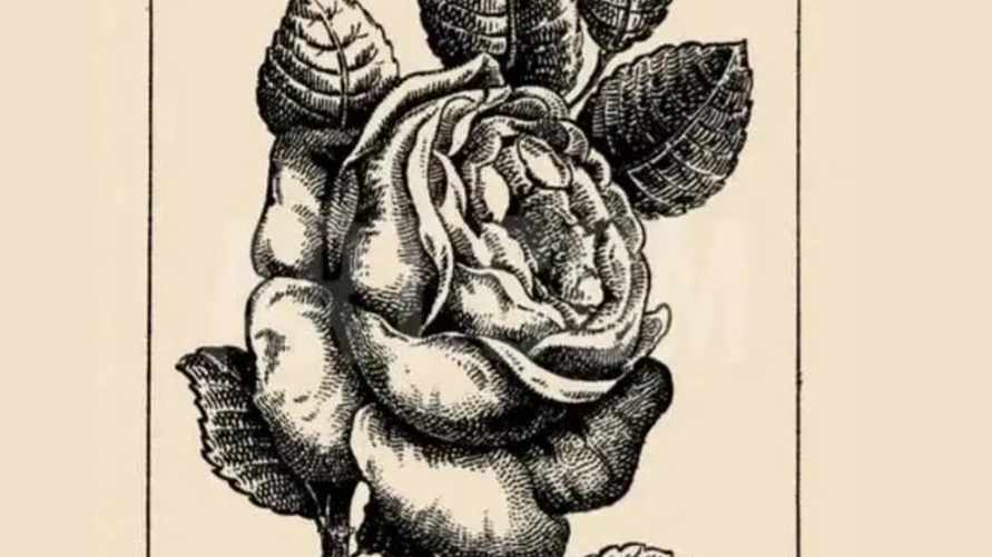 Полностью иллюстрацию смотрите ниже