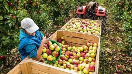 Совмин запретил ввозить в Беларусь польские яблоки и литовское пиво. Но есть исключение