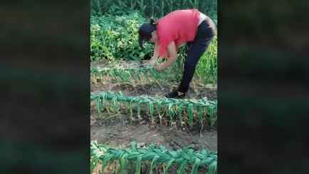 Зачем белорусским дачникам заплетать чеснок на грядках?