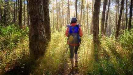 Дожди помогли? В Беларуси разрешили ходить в лес в трёх районах