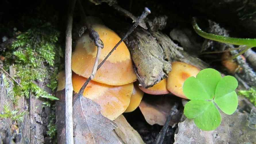 Летние опята