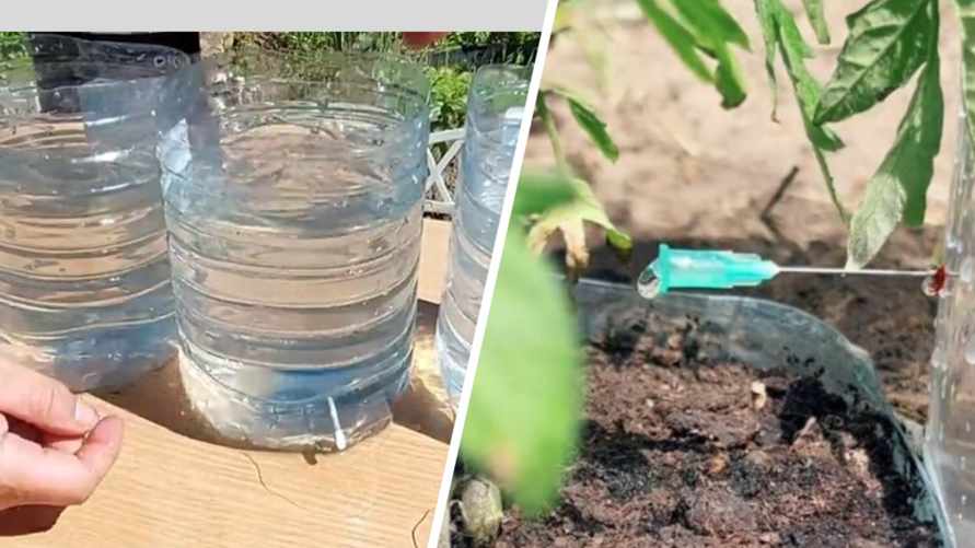 Нет возможности поливать огород каждый день? Вот как организовать капельный полив за копейки