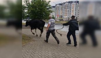 В центре Бобруйска корова забрела в магазин. Чем всё закончилось?