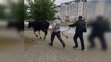 В центре Бобруйска корова забрела в магазин. Чем всё закончилось?