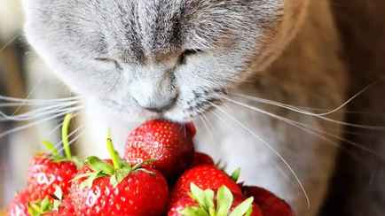 Как сделать клубнику слаще? Посыпьте ее… солью