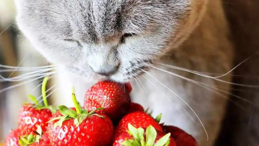 Как сделать клубнику слаще? Посыпьте ее... солью