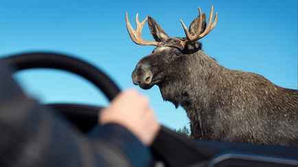 «Порцию адреналина получили знатную» — На видео попало, как под Новогрудком легковушка едва не сбила лося. Что спасло от ДТП?