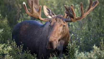 В Могилёвской области лось напал на пенсионеров прямо во дворе дома