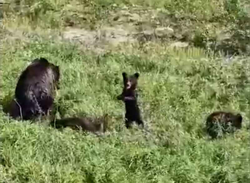 Фото: скриншот видео