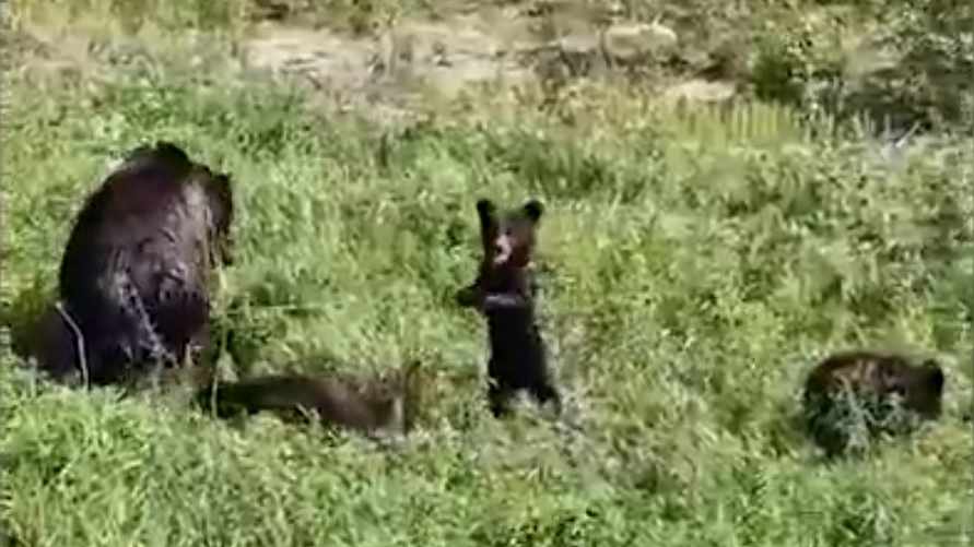 Фото: скриншот видео