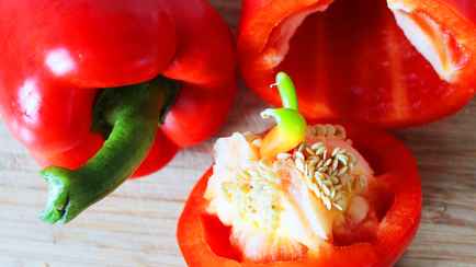 Можно ли есть семена перца? Вот что произойдет с организмом