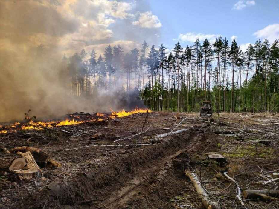 Фото: Минлесхоз