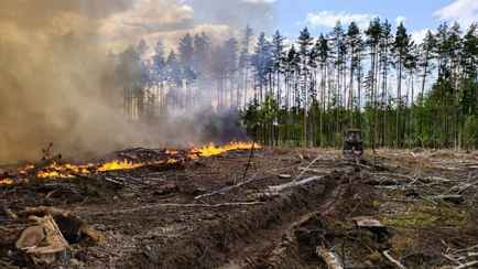 «Даже профессионалы гибнут» — Минлесхоз попросил белорусов не ходить в лес