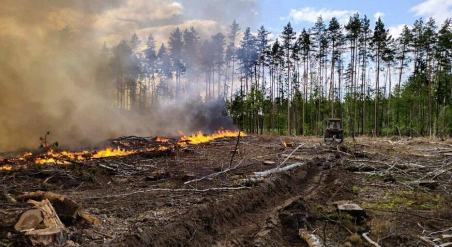 Александр Драгун 13 июня заявил, что лесные пожары