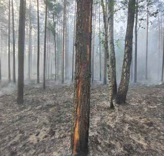 Фото: Минлесхоз