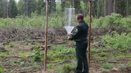 В белорусских лесах заметили странные конструкции. Зачем нужны феромонные ловушки?