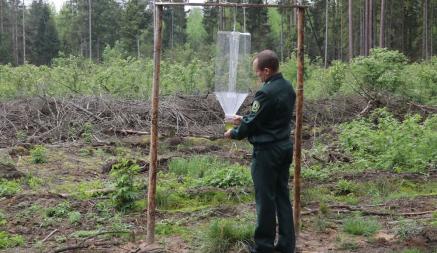 В белорусских лесах заметили странные конструкции. Зачем нужны феромонные ловушки?