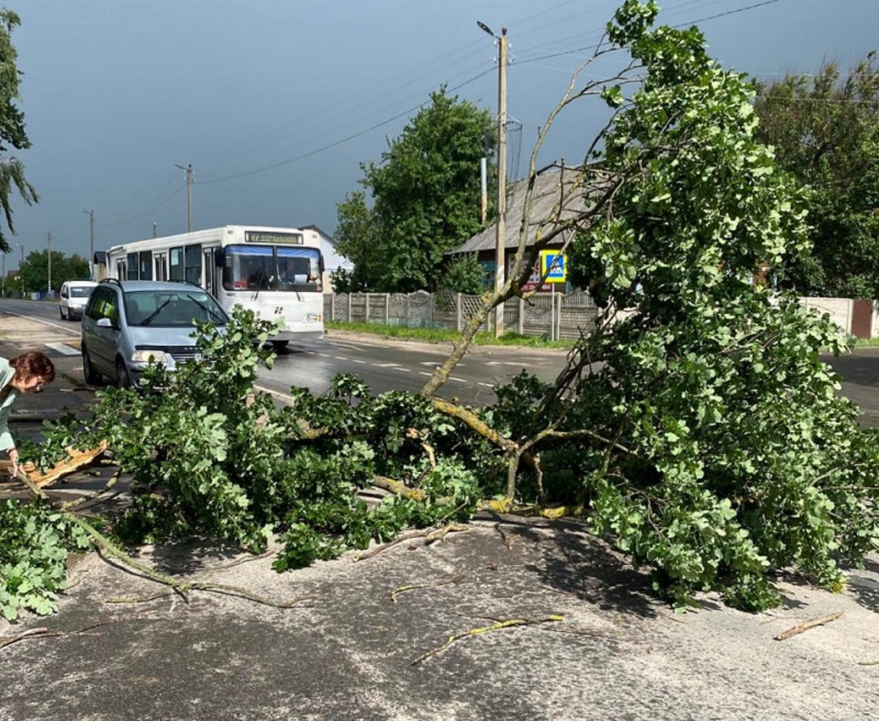 Ветер с порывами до 72 км/ч повалил деревья на авто в Минске и Пинске. В МЧС предупредили о новых рисках