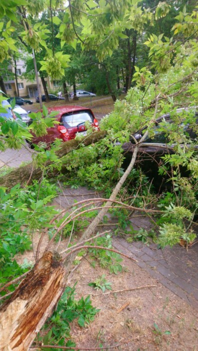 Ветер с порывами до 72 км/ч повалил деревья на авто в Минске и Пинске. В МЧС предупредили о новых рисках