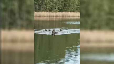 «О! Навострились» — Белорусский рыбак снял, как к нему приплыло стадо кабанов. Чем все закончилось?