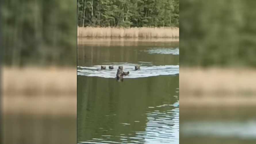 «О! Навострились» - Белорусский рыбак снял, как к нему приплыло стадо кабанов. Чем все закончилось?
