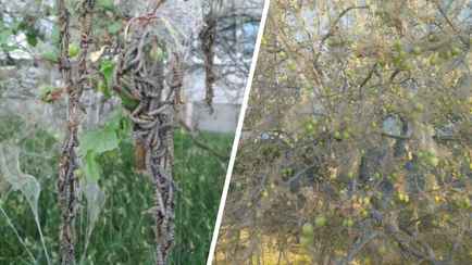 «Размножается как саранча» — Брест атаковала американская бабочка