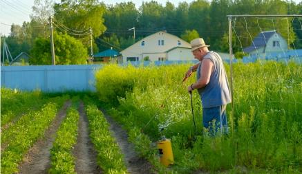 Как белорусам спасти картошку от колорадского жука? Понадобится горчица и ещё один дешёвый компонент