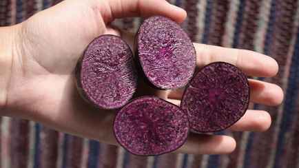 ГМО или нет? Узнали, можно ли есть синюю картошку