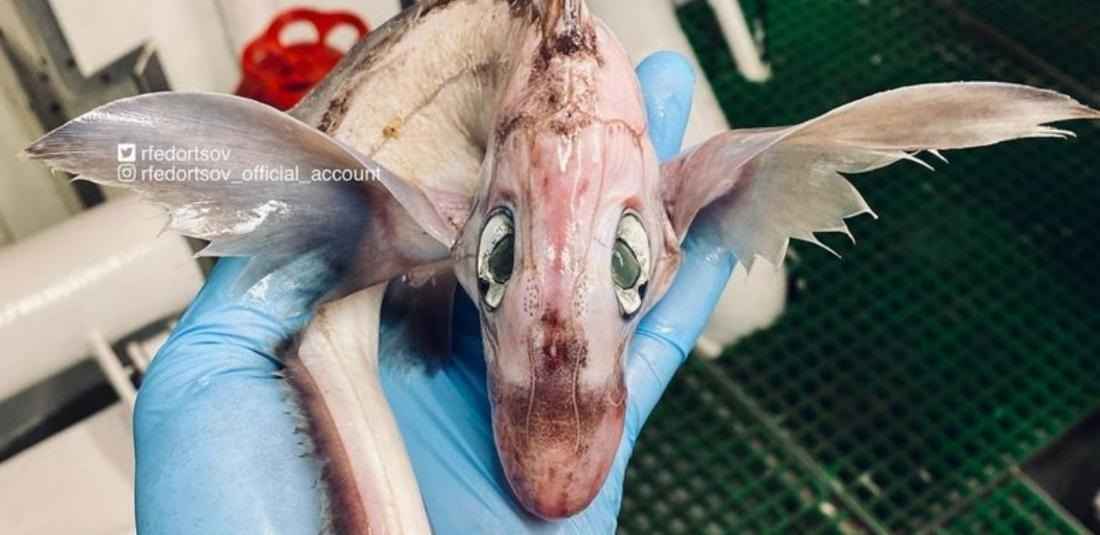 «Это дракончик!» — Рыбак поймал странное существо. Что это на самом деле?