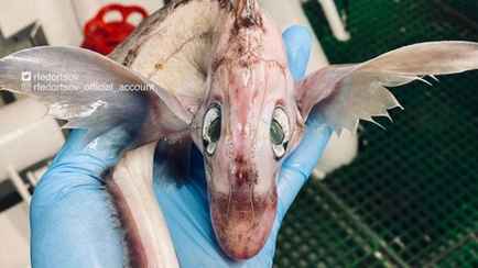 «Это дракончик!» — Рыбак поймал странное существо. Что это на самом деле?