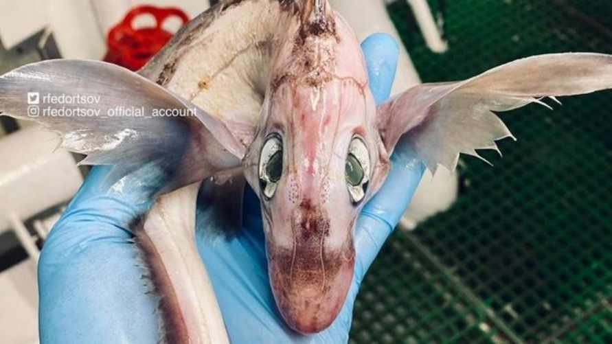 «Это дракончик!» — Рыбак поймал странное существо. Что это на самом деле?