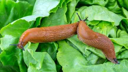 Как поливать огород, чтобы избежать нашествия слизней? 2 главных правила